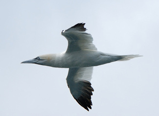 Northern Gannet